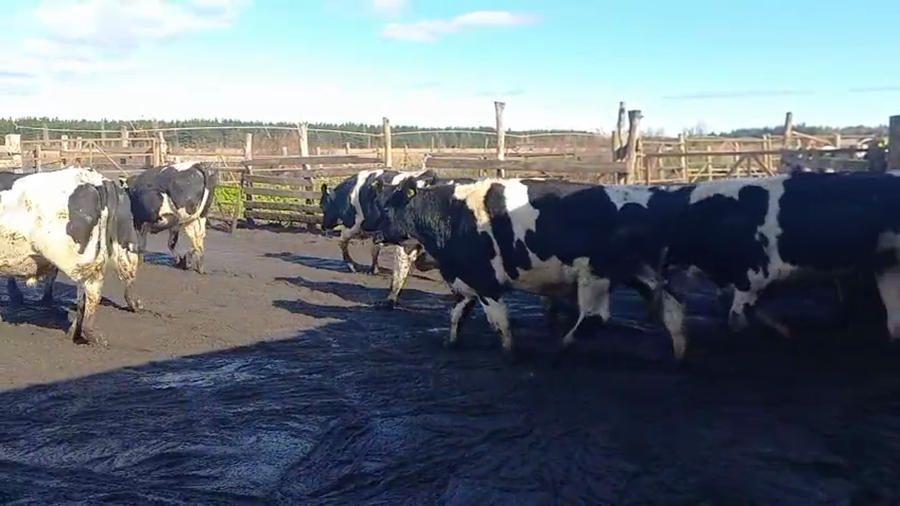 Lote 40 Novillo Gordo en Cabrero, VIII Región Biobío