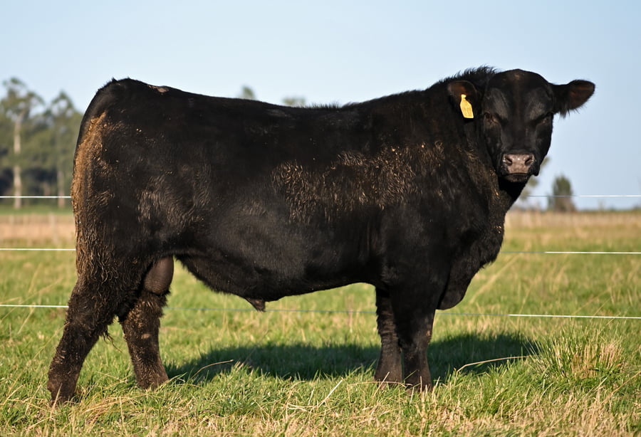 Lote TOROS PUROS DE PEDIGREE