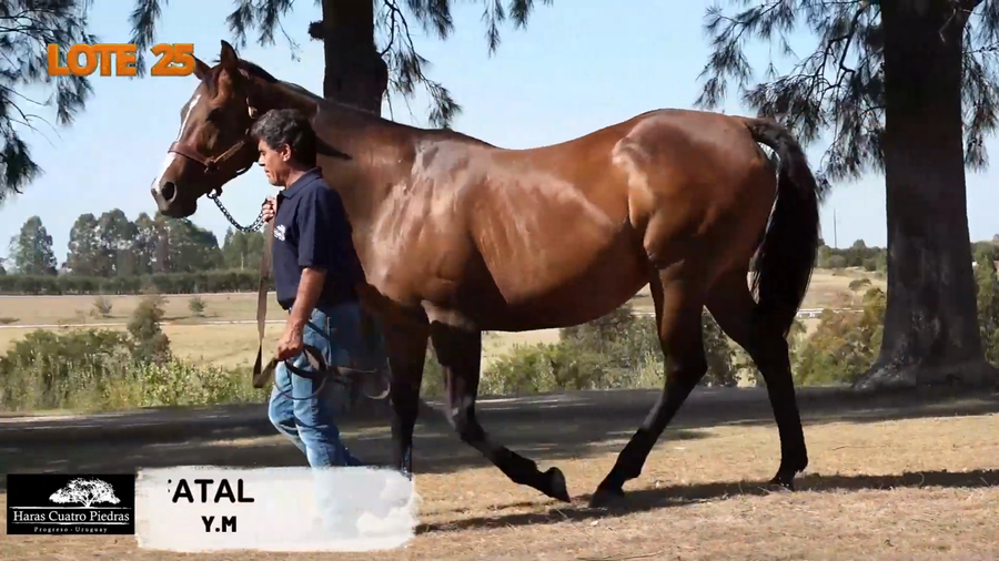 Lote UNIÃO FATAL (BRZ)
