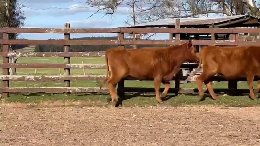 Lote 7 Vaquillonas  a remate en Toros Para Vaquillonas, Durazno