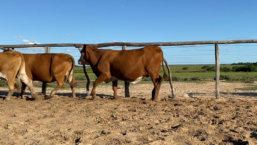 Lote 32 Vacas usadas preñadas