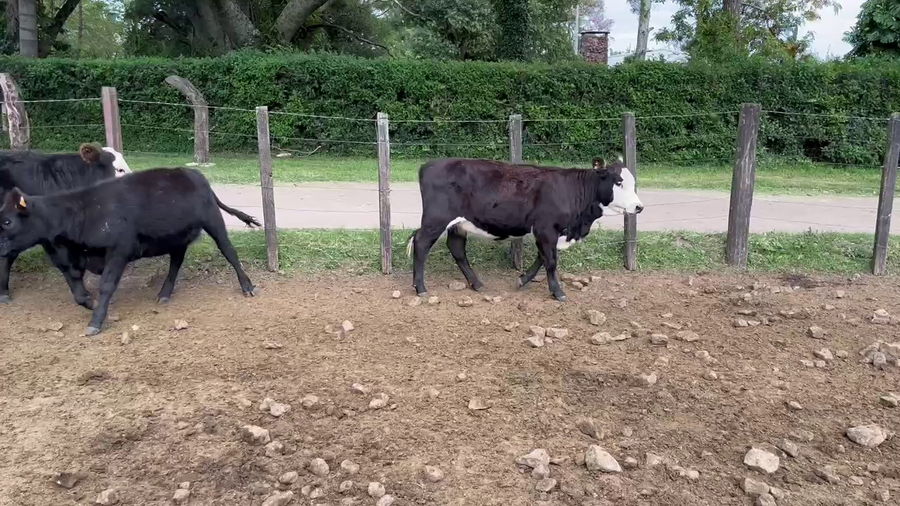 Lote TERNERAS