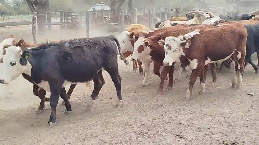 Lote 75 Novillitos y vaquillonas
