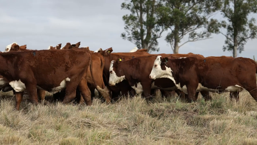 Lote Vaquillas señal 3 preñadas de primavera REMATE AGOSTO 2026