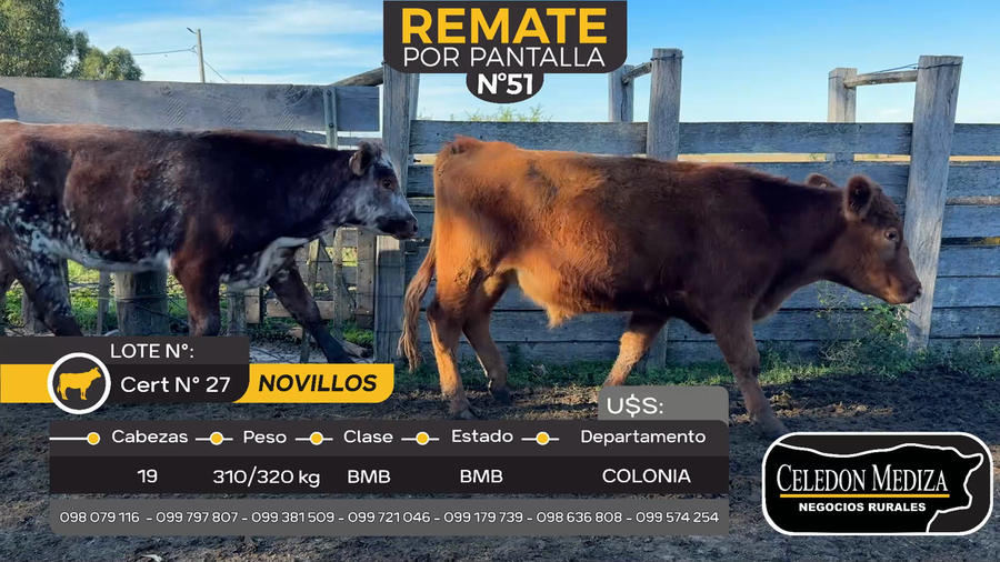 Lote 19 Novillos en Tarariras, Colonia