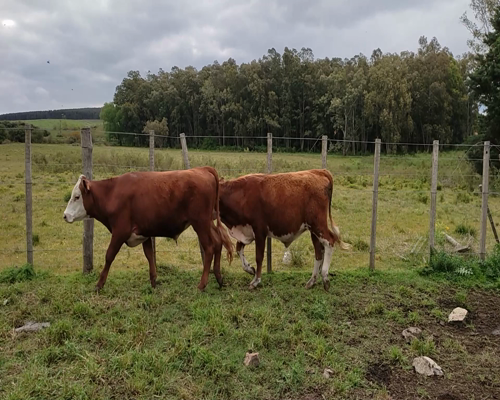Lote (Vendido)18 Terneros 7 HE,  3 HE X AA,  4 HE X NO, 4 HE X RA a remate en #11 Remate de Pantalla 280kg - , Colonia
