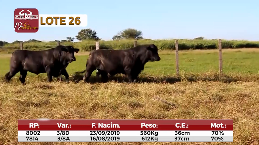 Lote Reproductores de Alborada - Lote 26