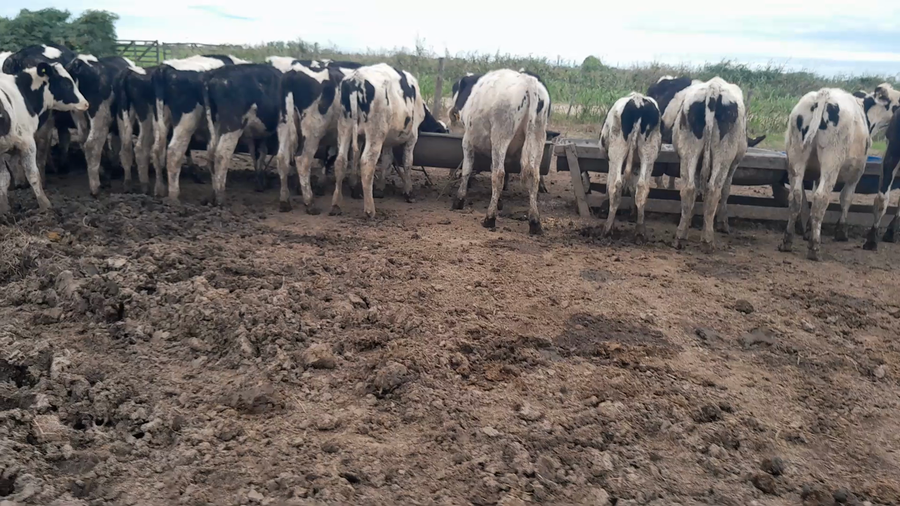 Lote 50 Terneros Holando en Morteros, Córdoba