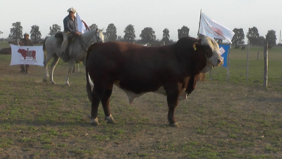 Lote TORO BRAFORD