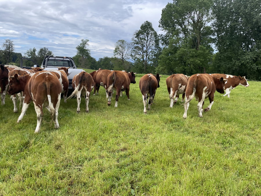 Lote 33 Novillo Engorda en Puerto Varas, X Región Los Lagos