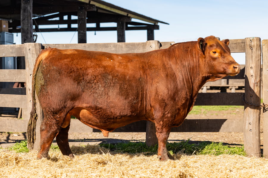 Lote Toro PC