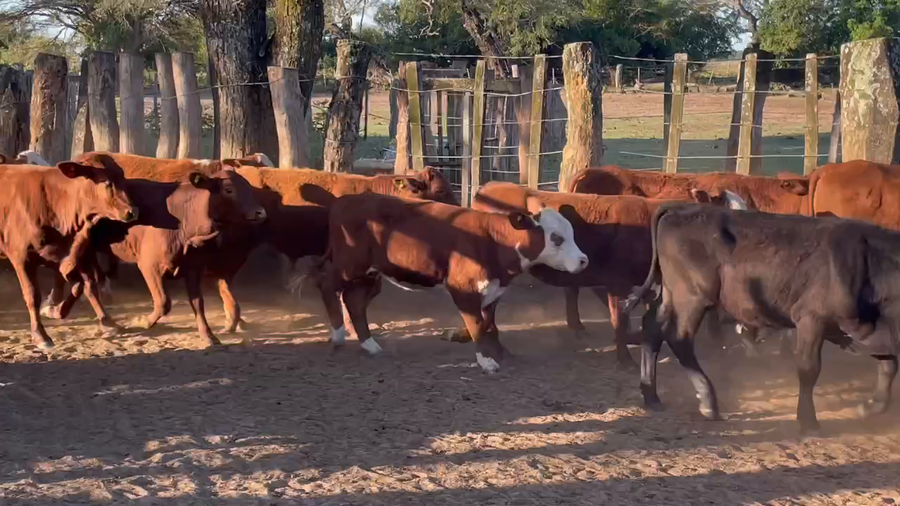 Lote 110 Terneros en Ituzaingó, Corrientes