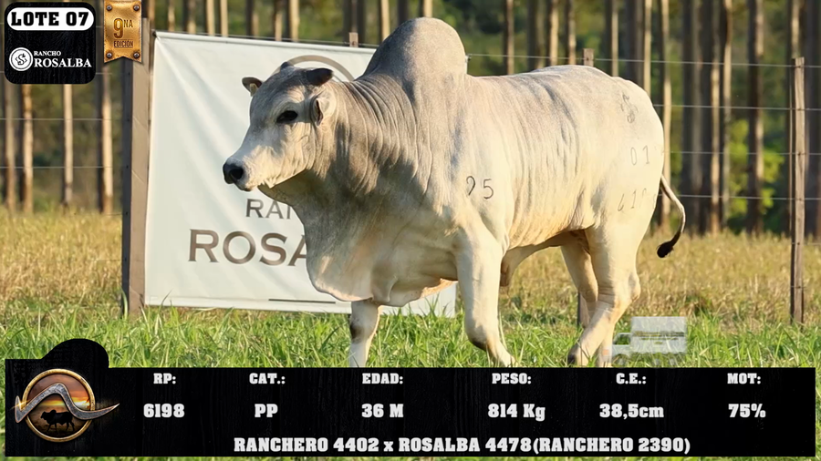 Lote LOTE 7