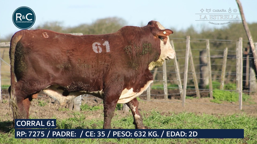 Lote Toro Braford