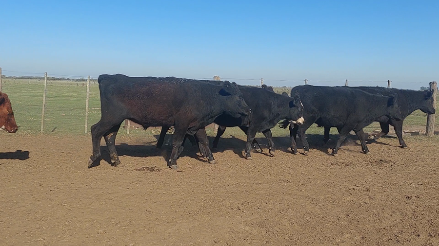 Lote 27 Novillos en Suipacha, Buenos Aires