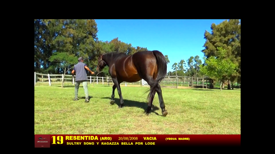 Lote RESENTIDA (ARG)