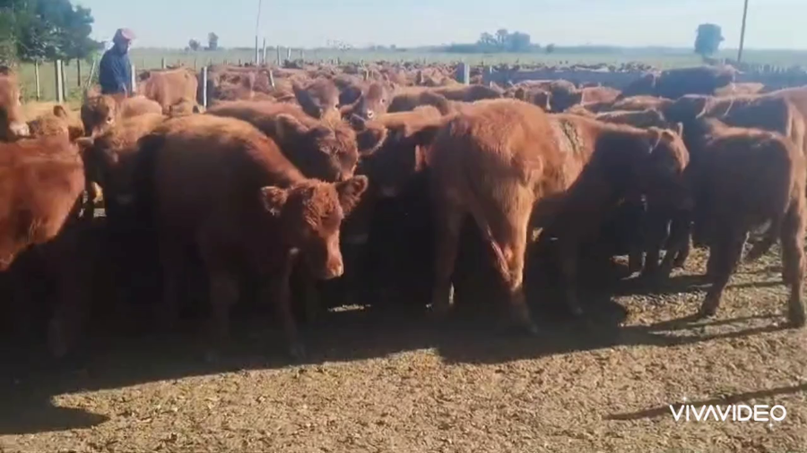 Lote 41 Terneros en Brandsen, Buenos Aires