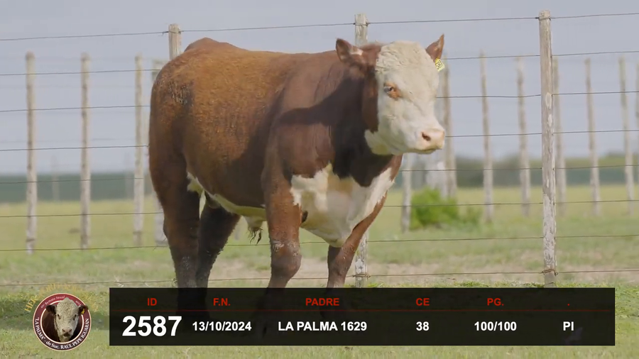 Lote 3 Toros a remate en Hereford de Iguarán, Flores