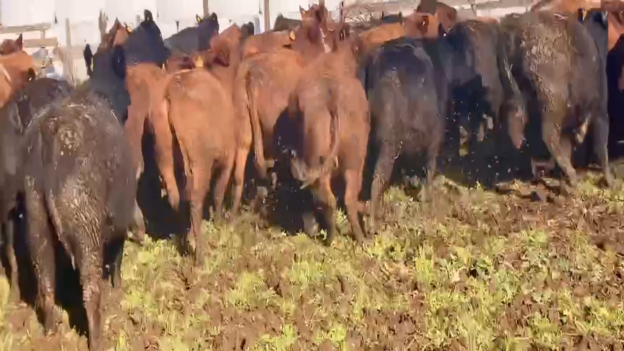 Lote 47 Vaquilla Engorda en X Región Los Lagos, Frutillar