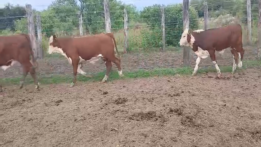 Lote 21 Terneros en Corrientes, Curuzú-Cuatiá