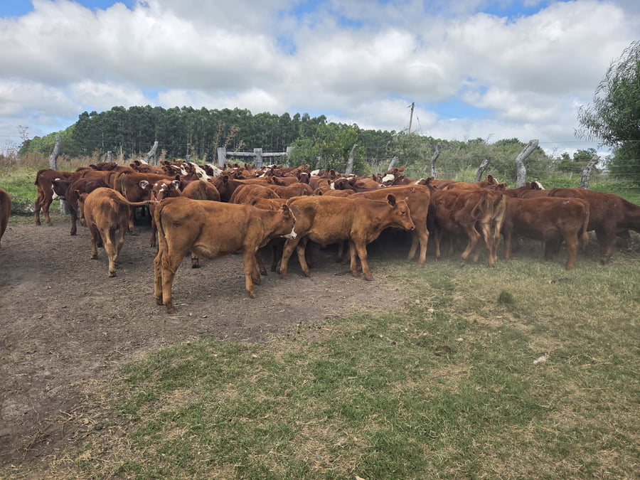 Lote 70 Terneros/as en Corrientes, Curuzu Cuatia
