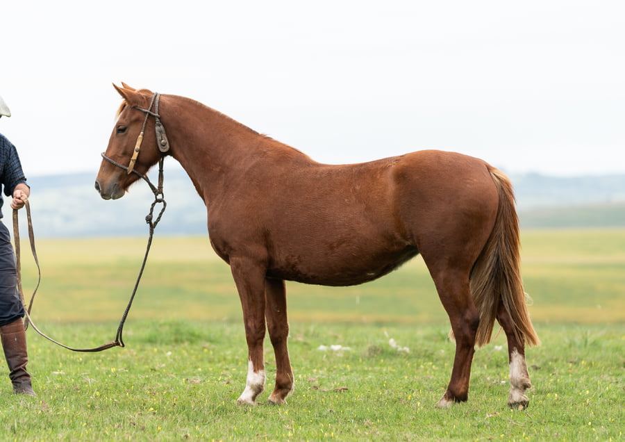 Lote Averías Vida Nueva