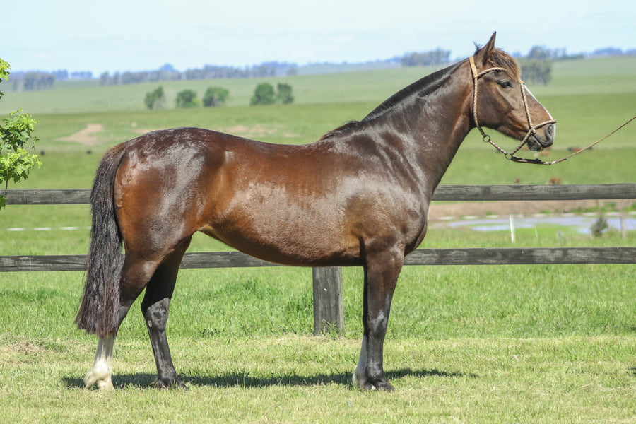 Lote DAGA DE LOS CARDOS