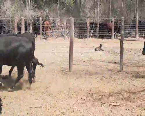 Lote 70 Novillitos en Quimilí, Santiago del Estero