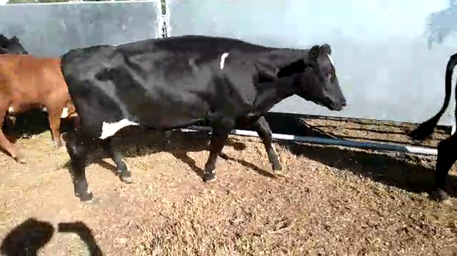Lote (Vendido)10 Novillos 1 a 2 años ANGUS-CARETAS Y CRUZAS a remate en #29 Pantalla Carmelo 320kg -  en RADIAL JUAN LACAZE