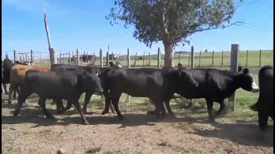 Lote 28 vaquillonas angus y cruzas