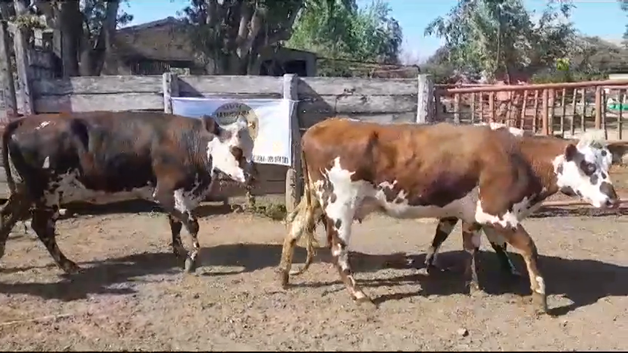 Lote VACAS PI EN PRODUCCION