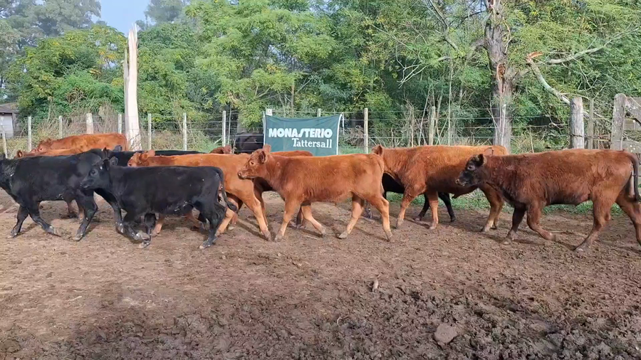 Lote 85 Terneros en Buenos Aires, Suipacha