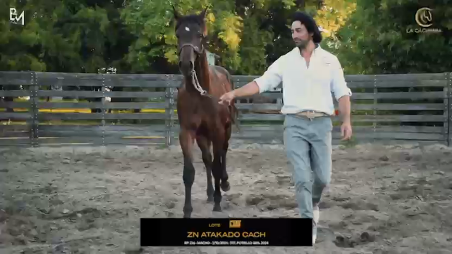 Lote ZN ATAKADO CACH