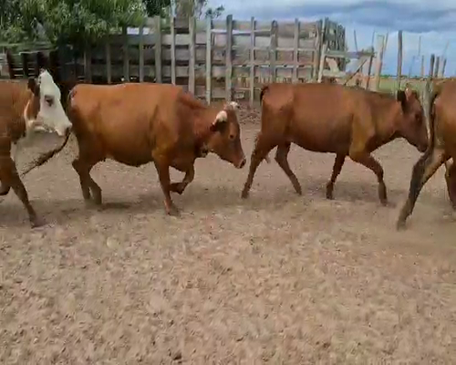 Lote 100 Vacas de invernar en Esquina, Corrientes