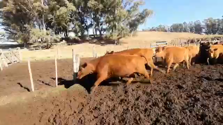 Lote 42 Vacas nuevas C/ gtia de preñez en Coronel Dorrego, Buenos Aires