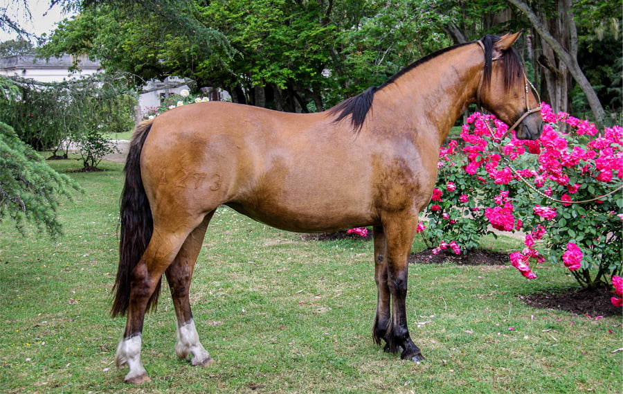 Lote QUELEN ANGELICA