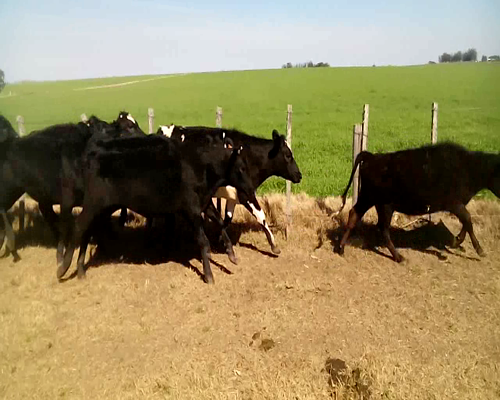 Lote 18 Vaquillonas en Colonia