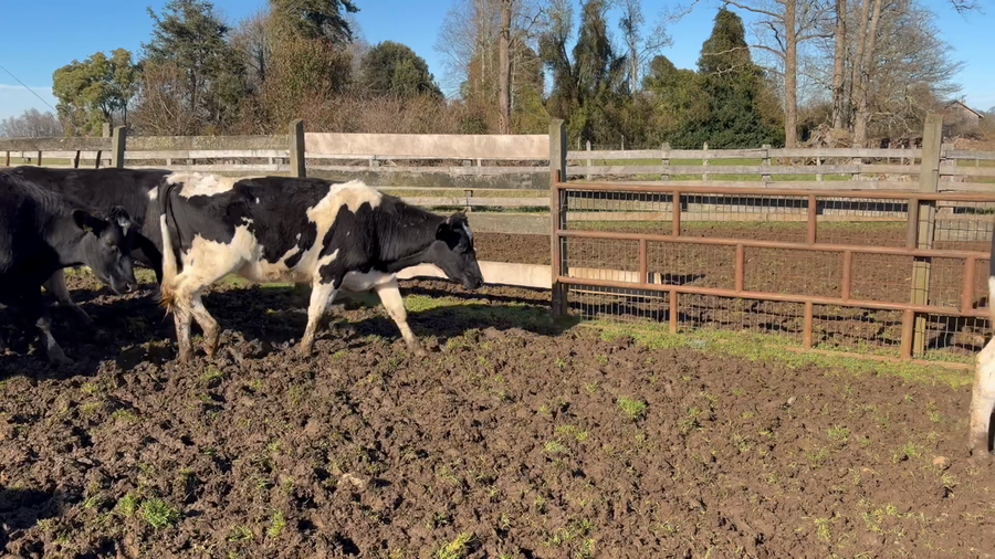 Lote 25 Novillo Engorda en Fresia, X Región Los Lagos