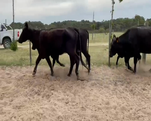 Lote (Vendido)6 Piezas de cría AA a remate en 2da Pantalla ENTRE MARTILLOS en KIYU