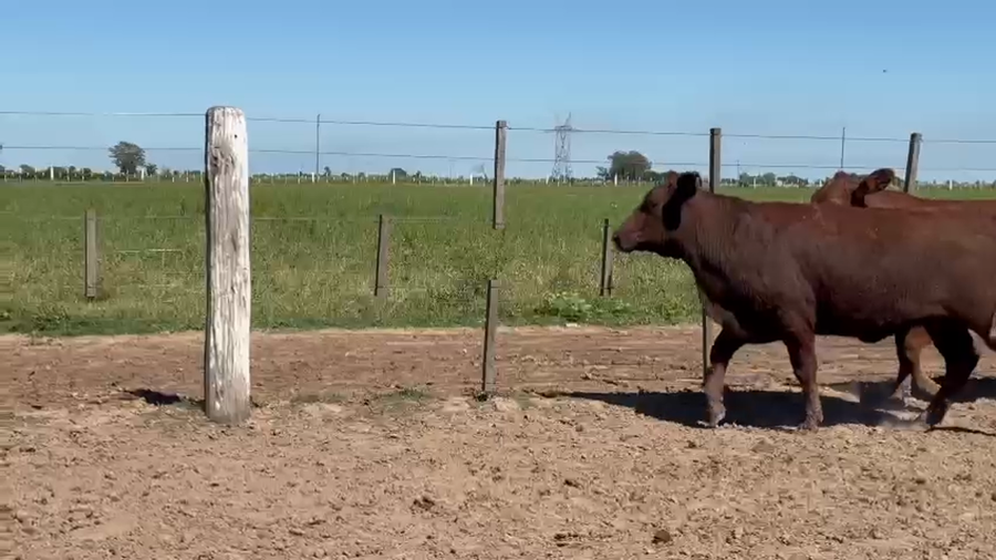 Lote 11 Vaquillonas P/ entorar