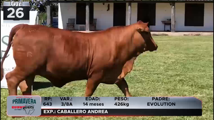 Lote LOTE 26