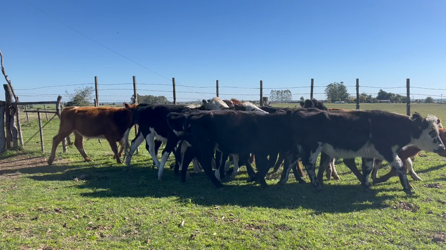 Lote NOVILLOS 1 a 2 AÑOS