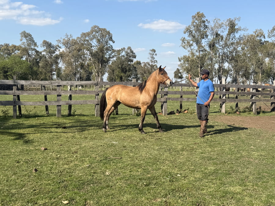 Lote Macho gatiado manso