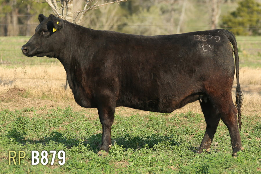 Lote 3 VAQUILLONAS PREÑADAS PURAS DE PEDIGREE