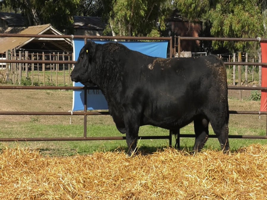 Lote TOROS ANGUS PP