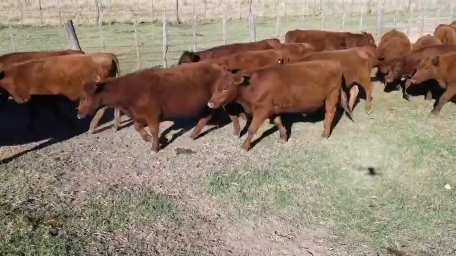 Lote 84 Novillitos