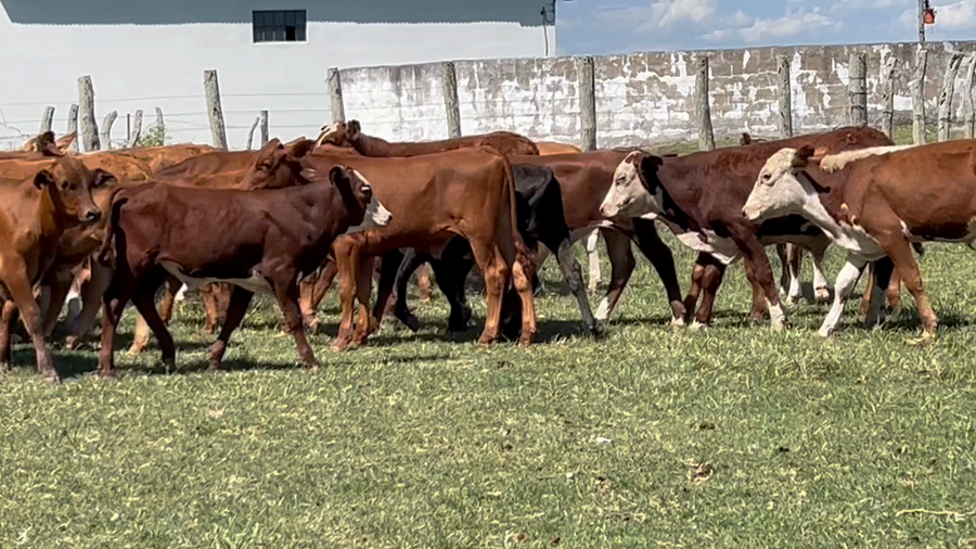 Lote 49 Terneros en Corrientes, Concepción