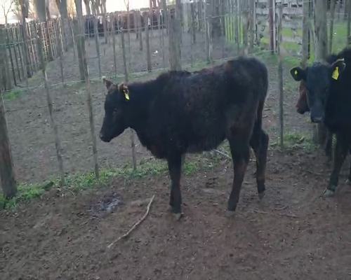 Lote 12 Terneras en Gral. Lamadrid, Buenos Aires
