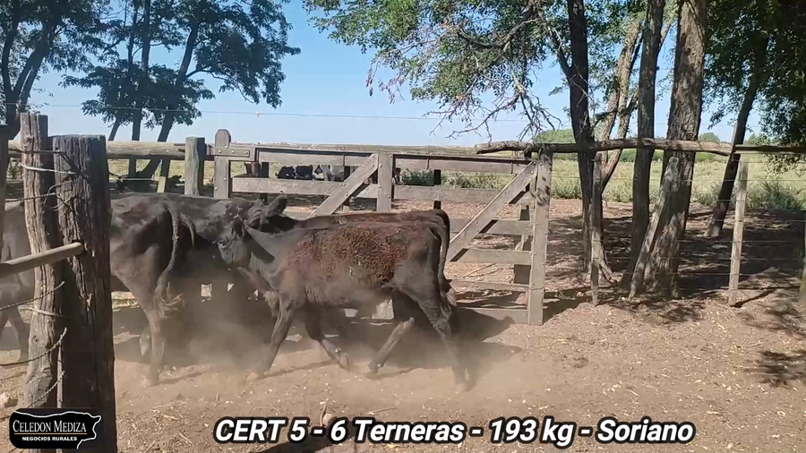 Lote 6 Terneras en Agraciada, Soriano