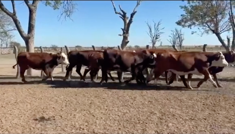 Lote 176 Vaquillonas